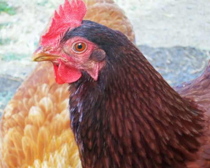 Portrait of a gang member.