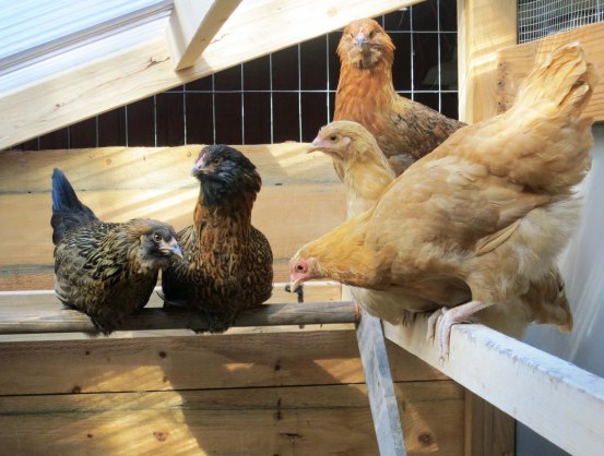 An inside view of Bryan's chicken coop, which he built, BTW. The exotic looking chickens here are supposed to lay blue eggs.