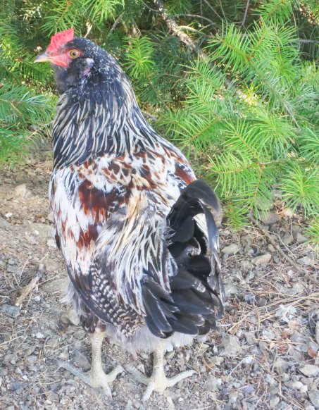 The rooster was quite handsome. And he knew it. Here, he was about to go under the Douglas fir where the young hens were hiding out.
