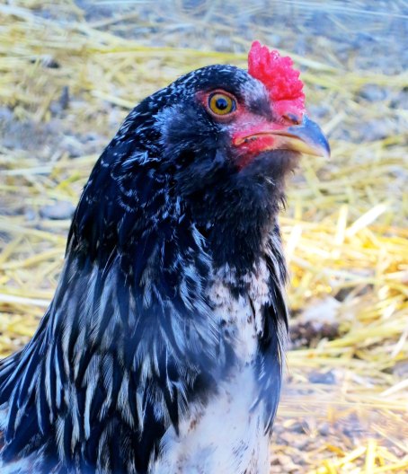 A close up of the rooster dude.
