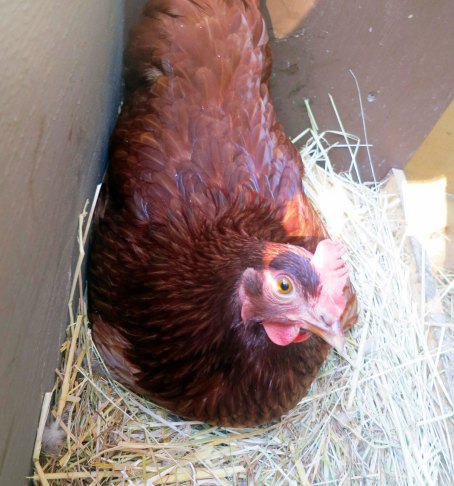 I caught this member of the Gang of Four laying an egg. I don't think she was happy about being photographed.