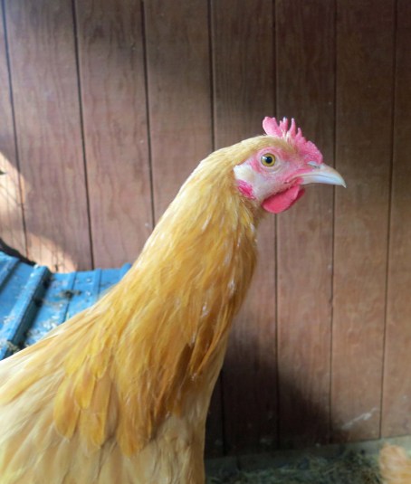 I warned this young fellow that sticking his neck out might be hazardous to his health.