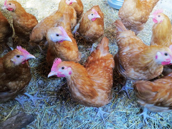 The young roosters listened carefully to my sage advice.