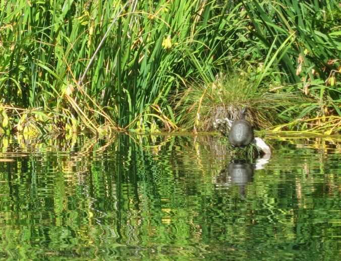 Turtle sunning on Squaw Lake in Southern Oregon near the California border. Photo by Curtis Mekemson.