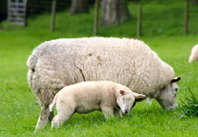 Mother sheep and lamb in southwestern Scotland. Photo by Curtis Mekemson.