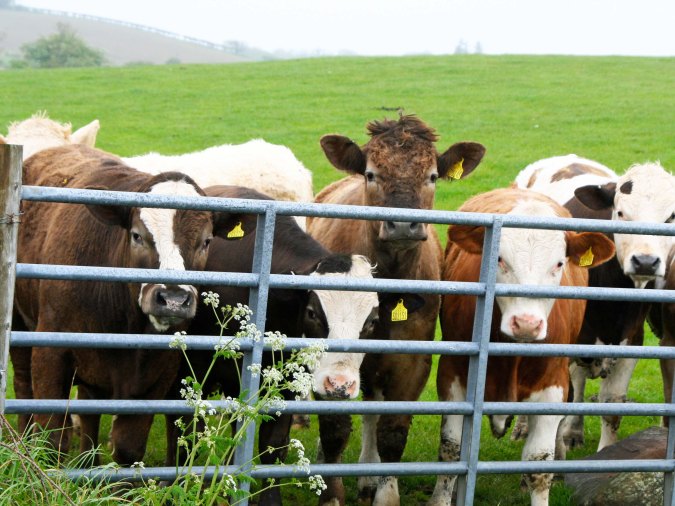 Phot of Scottish cattle taken by Curtis Mekemson.
