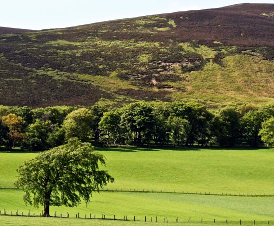 View of Scottish countryside taken by Curtis Mekemson.