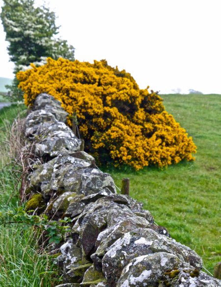 Photo of ancient fence in Scotland and Scottish Broom taken by Curtis Mekemson.