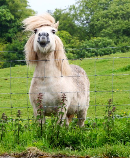Photo of Scottish pony taken by Curtis Mekemson.