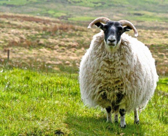 Scottish sheep photo by Curtis Mekemson.