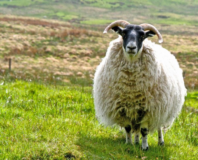 Scottish sheep photo by Curtis Mekemson.