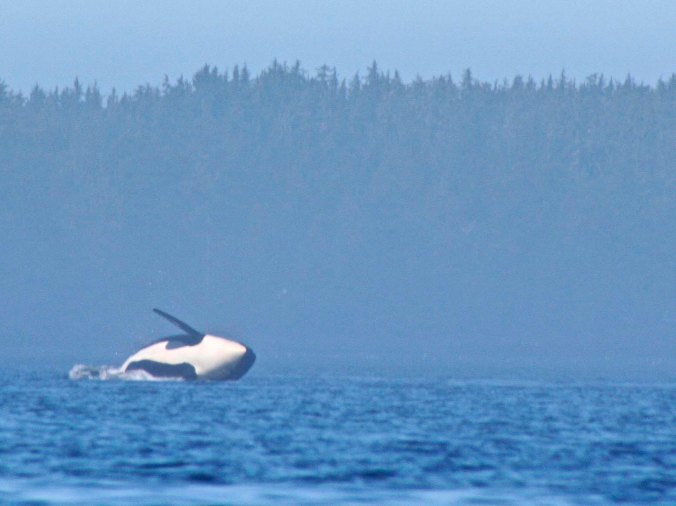 Orca breaches in the Johnstone Strait.