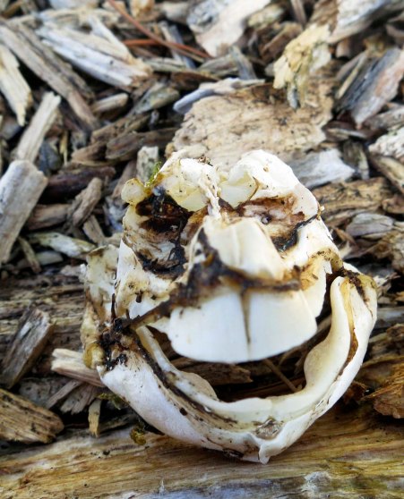 And this rather odd shell/skeleton that our experts debated over. Considering this post is going up on October 30th, I am going with Happy Halloween.