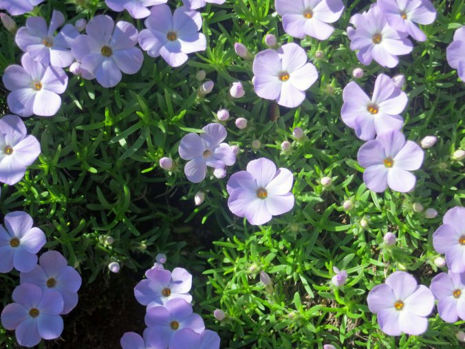 Phlox flowers at Mt. Rainer National Park. Photo by Curtis Mekemson.