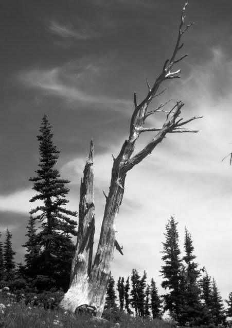 Dead tree outlined against the sky in a black and white photo at Mt. Rainier National Park. Photo by Curtis Mekemson.