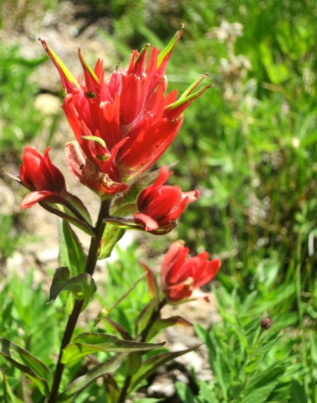 Indian Paintbrush at Mt. Rainier. Photo by Curtis Mekemson.