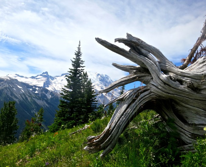 Aged tree root near Sunrise Center at Mt. Rainier National Park. Photo by Curtis Mekemson.