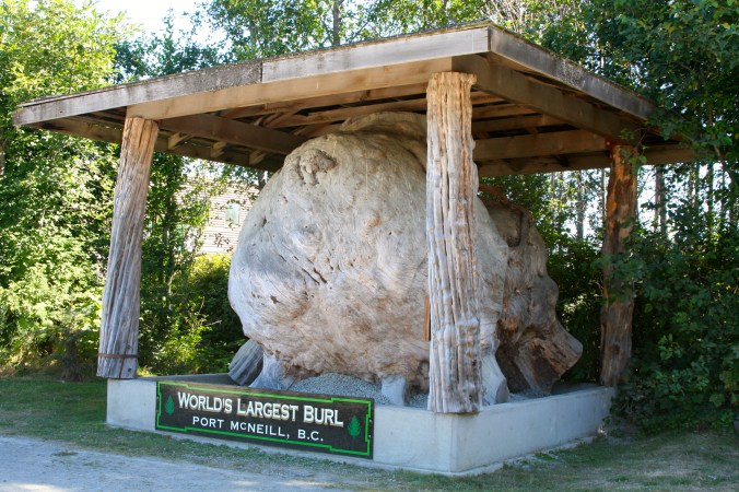 You are looking at Port McNeill's pride and joy: the worlds largest burl. Can you imagine this thing growing on a tree? (Photo by Peggy Mekemson.)