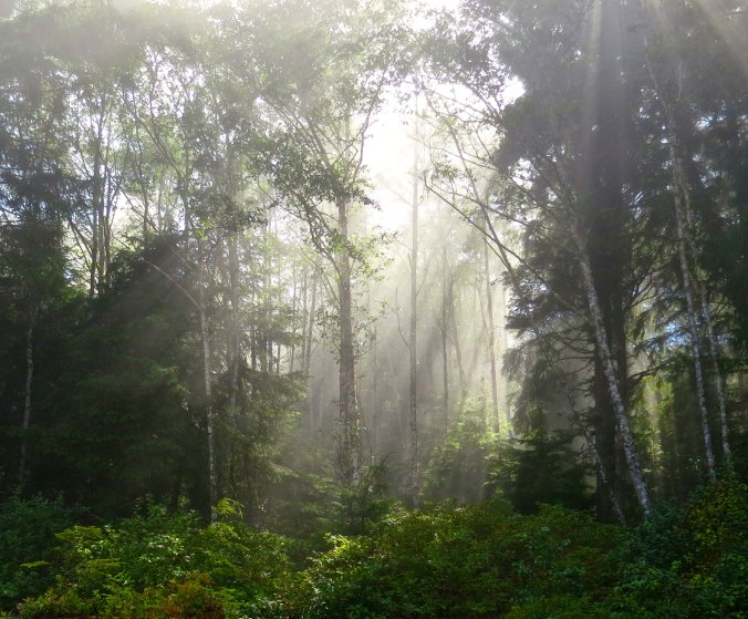 Mist in trees on Vancouver Island sea kayak trip. Photo by Curtis Mekemson.