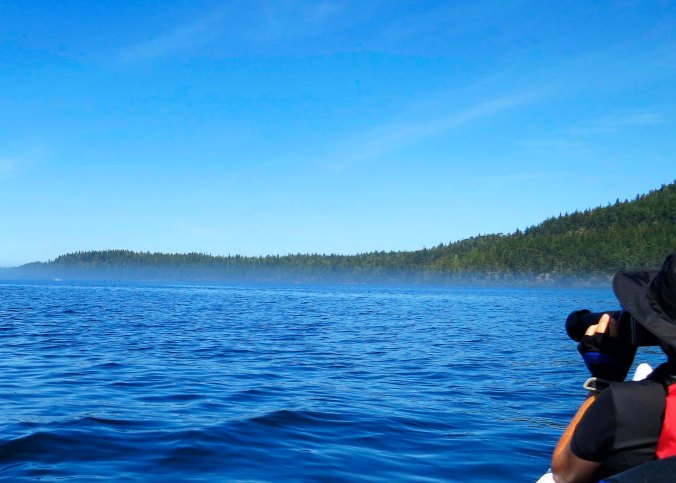 Peggy Mekemson searches for Killer Whales while kayaking across Johnstone Strait off of Vancouver Island. Photo by Curtis Mekemson.