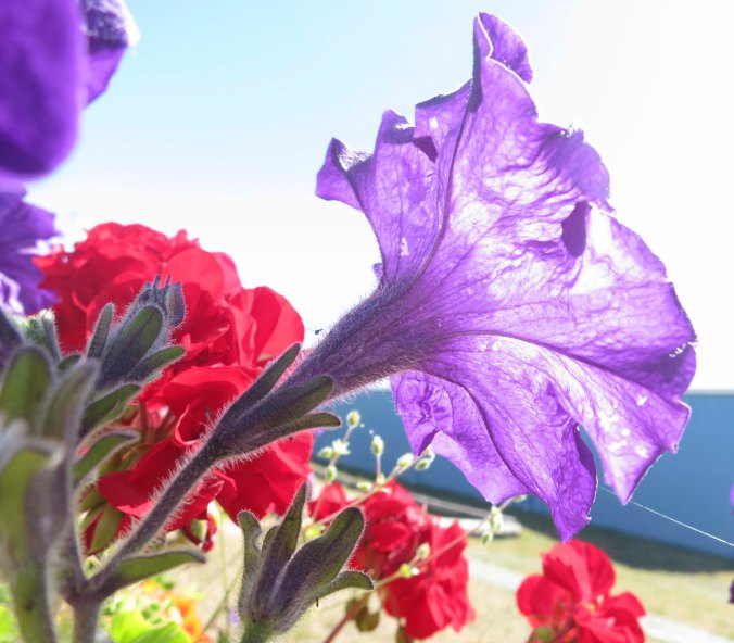 Flowers at Port McNeill on Vancouver Island. photo by Curtis Mekemson.