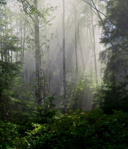 Sun illuminates forest during kayak trip on Johnstone Strait, BC. Photo by Curtis Mekemson.