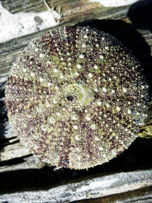 Urchin shell found on Hanson Island in Johnson Strait. Photo by Curtis Mekemson.
