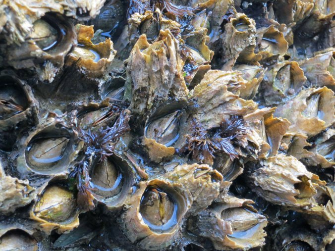 Photo of barnacles off of Compton Island in Blackfish Sound, British Columbia. Photo by Curtis Mekemson.