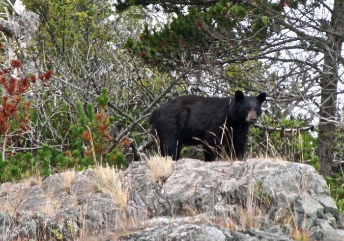 Bear on Johnstone Strait, BC.