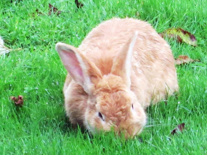 Furry rabbit near Tillamook, Oregon.