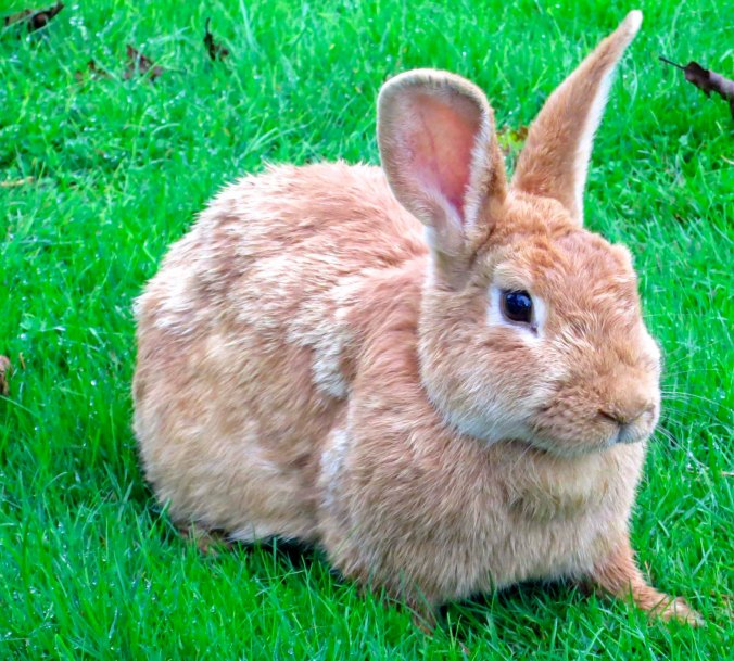 Alert brown rabbit near Tillamook, Oregon.