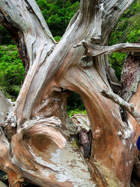 Driftwood found next to Orca-Lab on Hanson Island, British Columbia. Photo by Curtis Mekemson.