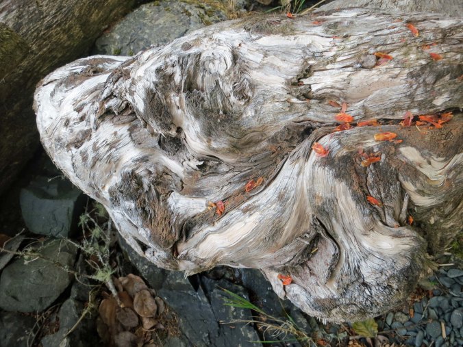 Driftwood on Johnstone Strait, Vancouver Island. Photo by Curtis Mekemson.
