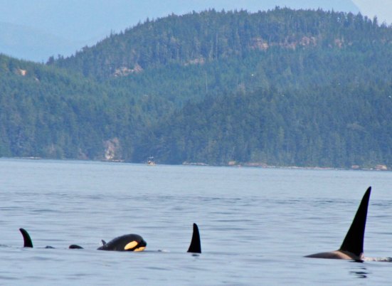 A baby orca surfaces in Johnstone Strait, BC.