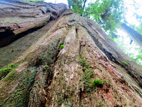 Grandma Cedar on Hanson Island BC near the Orca-Lab. Photo by Curtis Mekemson.