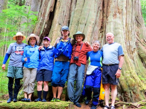 Giant cedar tree on Hanson Island near the Orca Lab in Johnstone Strait, British Columbia.