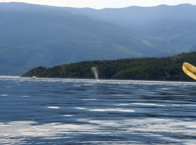 Thar she blows! We spot the tell-tale spume of a humpback whale as it surfaces. (Photo by Peggy Mekemson.)