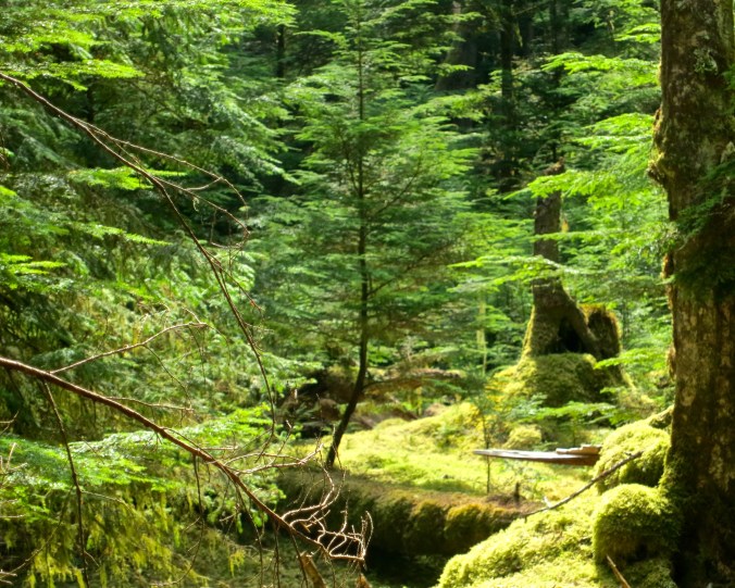 Sunlight illuminates a very green forest on Hanson Island in British Columbia. Photo by Curtis Mekemson.