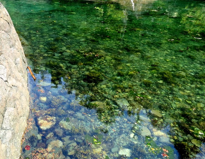 Green waters of a small bay on Hanson Island on Johnstone Strait off of Vancouver Island. Photo by Curtis Mekemson.