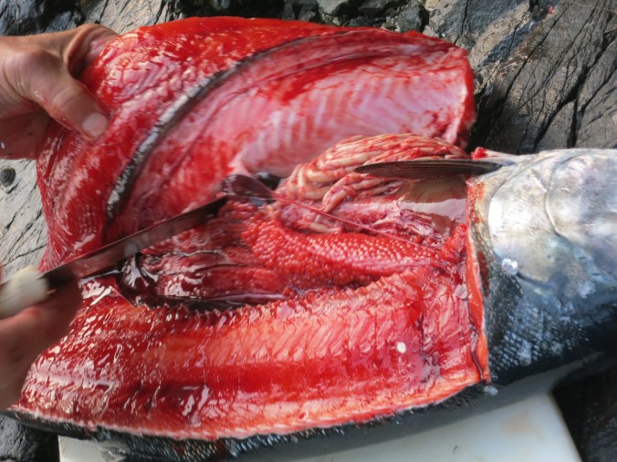 A filleted coho salmon displaying roe. Photo by Curtis Mekemson.
