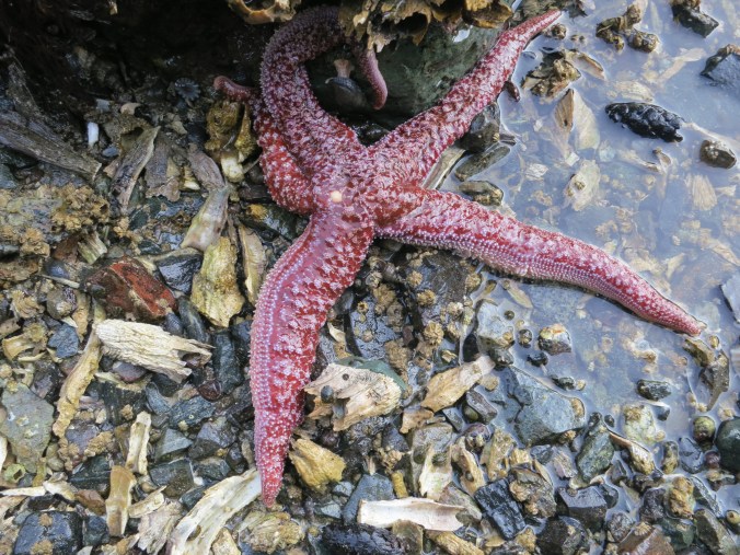 Here is the starfish happily at home in Johnstone Strait before Quy picked him up to clip hair.