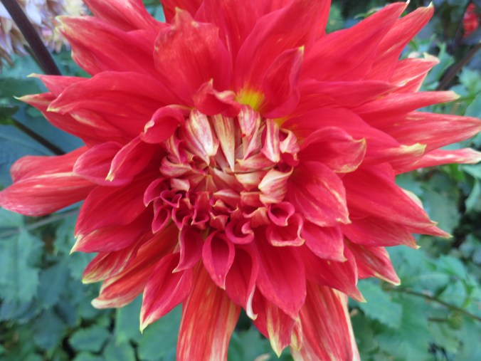 Flowers at Albion Manor in Victoria British Columbia.. Photo by Curtis Mekemson.