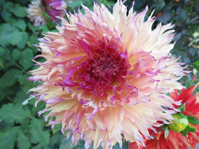 Flower at Albion Manor in Victoria, British Columbia. Photo by Curtis Mekemson.