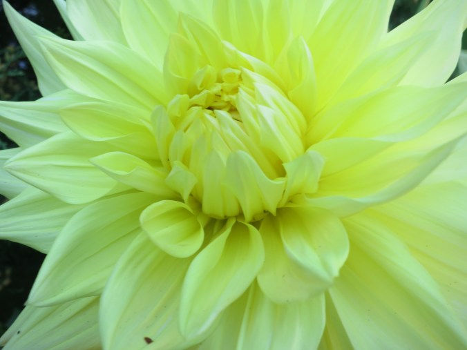 Flower at Albion Manor in Victoria, British Columbia. Photo by Curtis Mekemson.