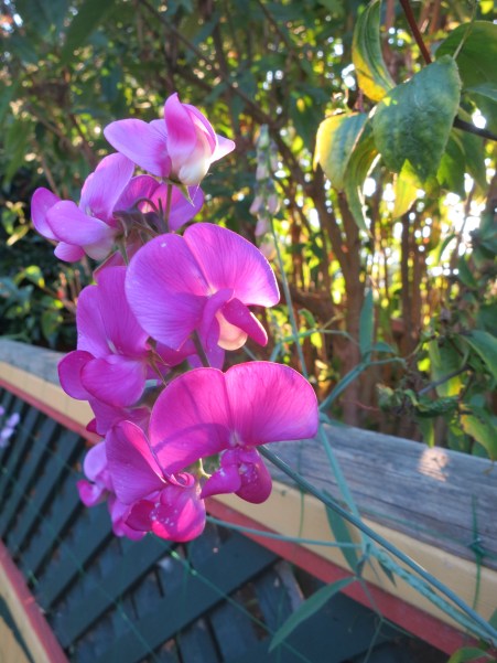 Flowers at Albion Manor in Victoria, British Columbia. Photo by Curtis Mekemson.