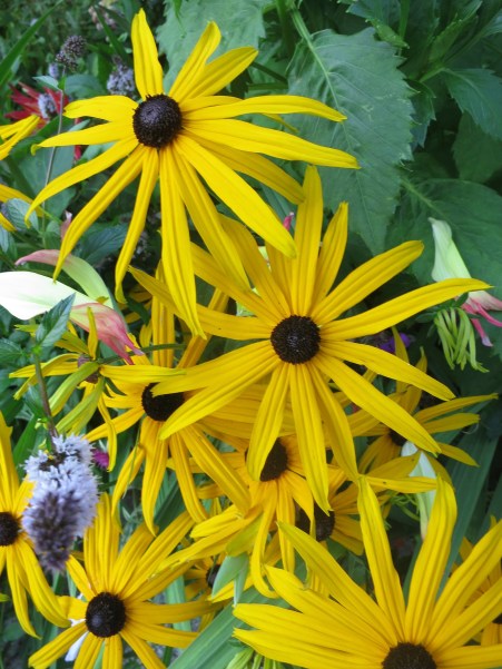 Flowers at Albion Manor in Victoria, British Columbia. Photo by Curtis Mekemson.