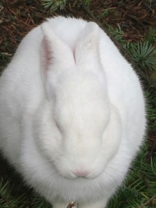 White rabbit near Tillamook, Oregon. Photo by Curtis Mekemson.