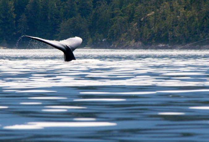 The humpback, brought in closer by Peggy's telephoto, dives back under the water. (Photo by Peggy Mekemson.)
