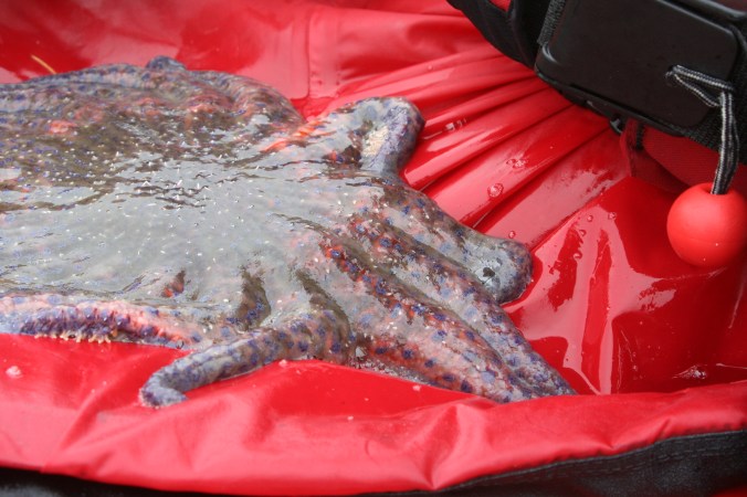 Starfish in Blackfish Sound, British Columbia.
