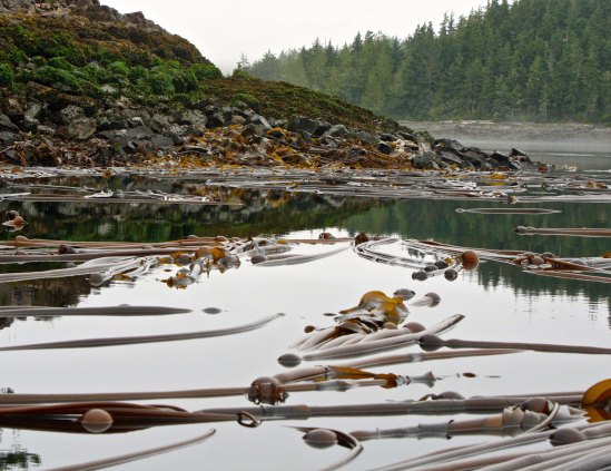 Kelp beds off Vancouver Island in Blackfish Sound, British Columbia.